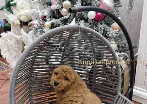 PUDLE preslatke, malene bebice - 3/5