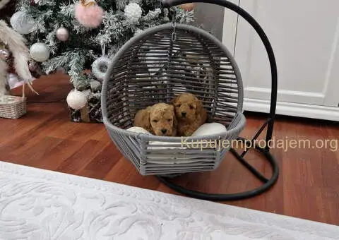 PUDLE preslatke, malene bebice - 4/5