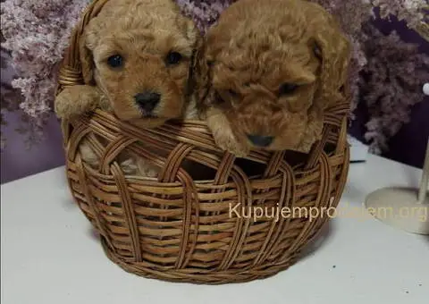 PUDLE preslatke, malene bebice - 5/5