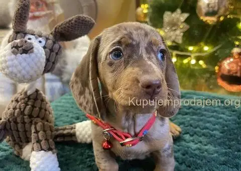 Patuljasti Jazavičar egzotične boje - 3/10