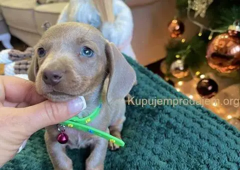 Patuljasti Jazavičar egzotične boje - 4/10