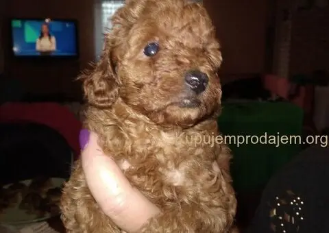 Patuljaste pudle - 1/5