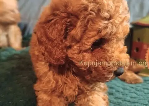 Patuljaste pudle - 2/5