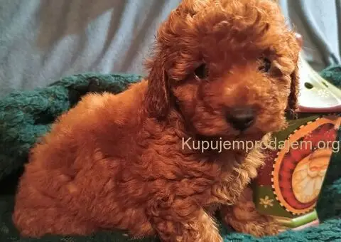 Patuljaste pudle - 3/5