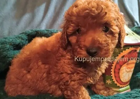 Patuljaste pudle - 4/5