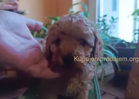 Patuljaste pudle - 5/5