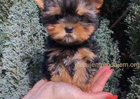 Jorkširski terijer mini - 1/9