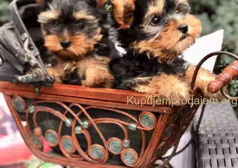 Jorkširski terijer mini - 2/9