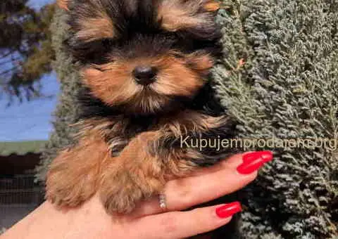 Jorkširski terijer mini - 3/9