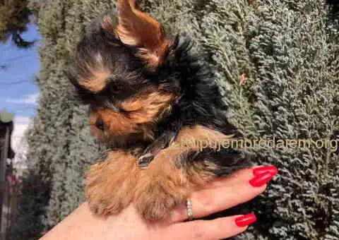 Jorkširski terijer mini - 4/9