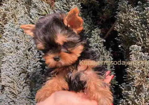 Jorkširski terijer mini - 5/9