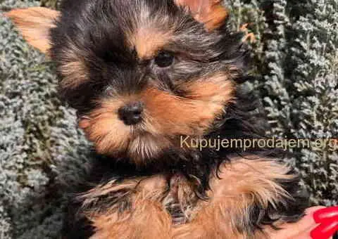 Jorkširski terijer mini - 6/9