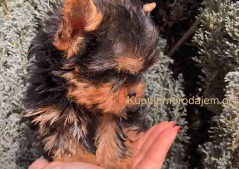 Jorkširski terijer mini - 7/9