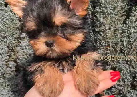Jorkširski terijer mini - 8/9