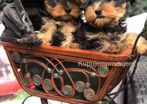 Jorkširski terijer mini - 9/9