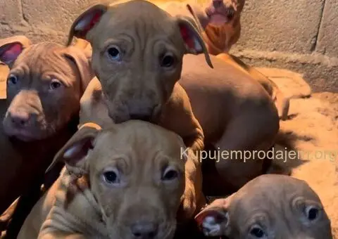Američki Pitbul štenci na prodaju - 1/10