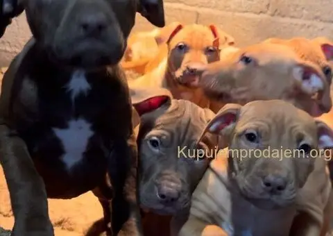 Američki Pitbul štenci na prodaju - 2/10