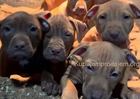 Američki Pitbul štenci na prodaju - 3/10