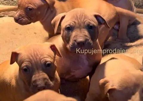 Američki Pitbul štenci na prodaju - 4/10