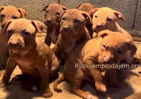 Američki Pitbul štenci na prodaju - 5/10