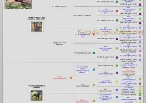 Američki Pitbul štenci na prodaju - 6/10