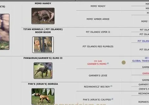 Američki Pitbul štenci na prodaju - 7/10