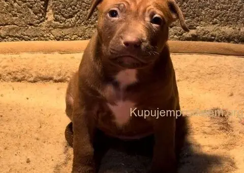 Američki Pitbul štenci na prodaju - 8/10