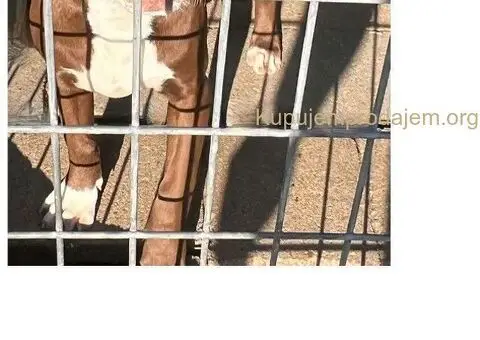 Američki Pitbul štenci na prodaju - 9/10