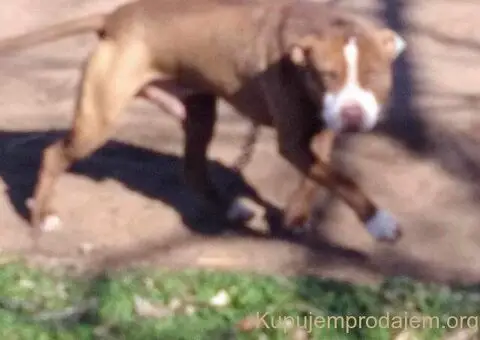 Američki Pitbul štenci na prodaju - 10/10