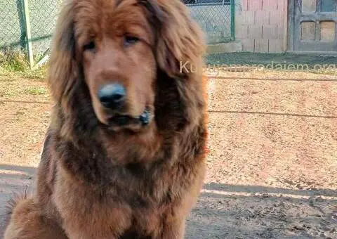 Prodajem dve ženke Tibetanskog mastifa stare 10 meseci - 1/11