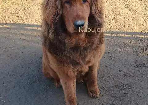 Prodajem dve ženke Tibetanskog mastifa stare 10 meseci - 2/11