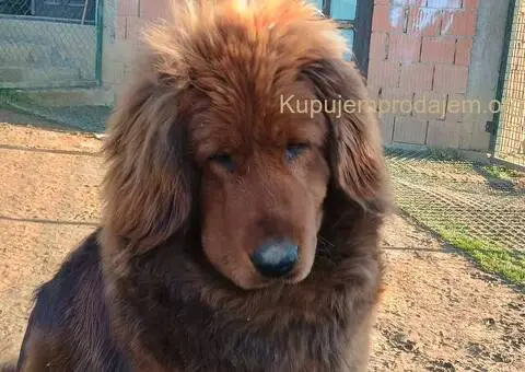 Prodajem dve ženke Tibetanskog mastifa stare 10 meseci - 3/11