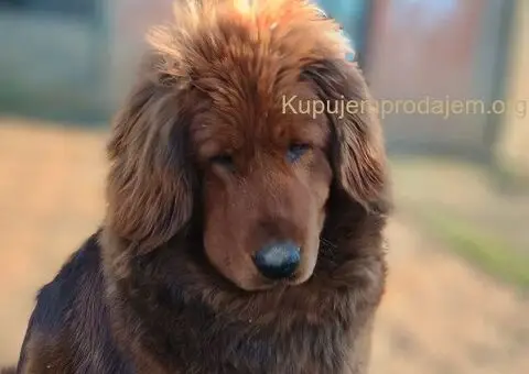 Prodajem dve ženke Tibetanskog mastifa stare 10 meseci - 4/11