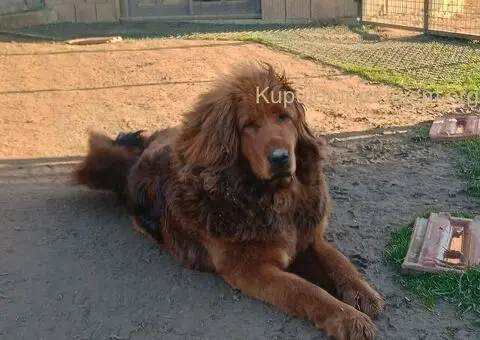 Prodajem dve ženke Tibetanskog mastifa stare 10 meseci - 5/11