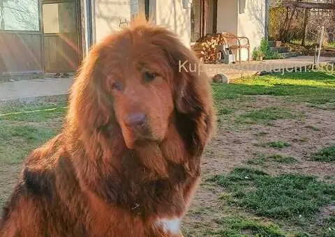 Prodajem dve ženke Tibetanskog mastifa stare 10 meseci - 6/11