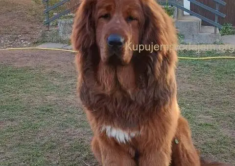 Prodajem dve ženke Tibetanskog mastifa stare 10 meseci - 7/11