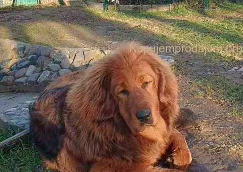 Prodajem dve ženke Tibetanskog mastifa stare 10 meseci - 8/11