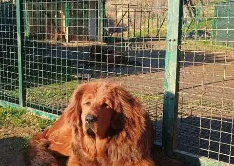 Prodajem dve ženke Tibetanskog mastifa stare 10 meseci - 9/11