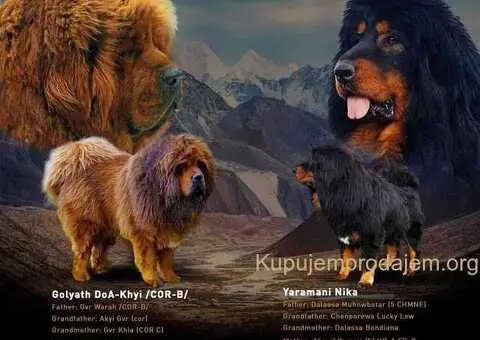 Prodajem dve ženke Tibetanskog mastifa stare 10 meseci - 10/11