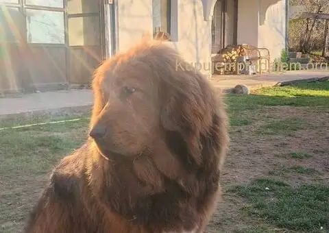 Prodajem dve ženke Tibetanskog mastifa stare 10 meseci - 11/11