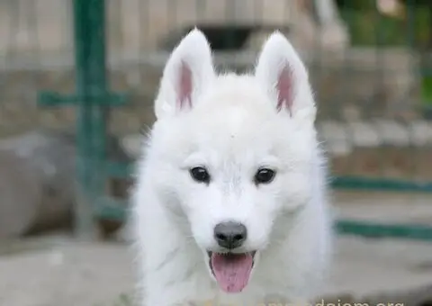 Na prodaju muško štene haskija – savršen ljubimac za vas! - 2/5