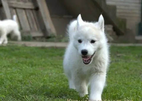 Na prodaju muško štene haskija – savršen ljubimac za vas! - 4/5