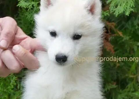 Na prodaju muško štene haskija – savršen ljubimac za vas! - 5/5