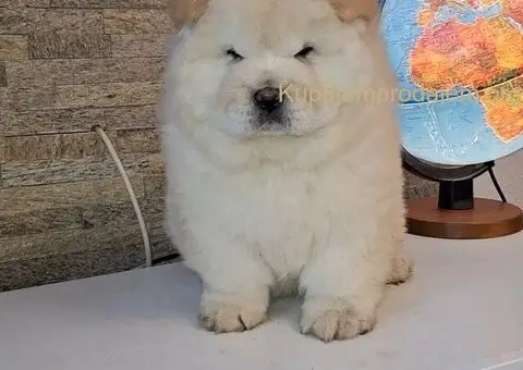 chow chow - 1/4