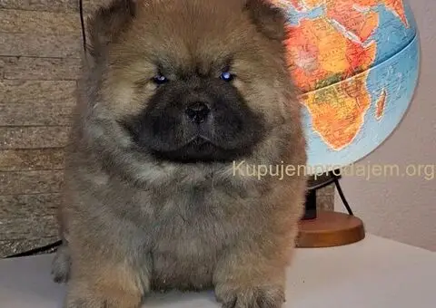 chow chow - 3/4