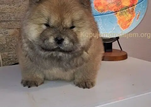chow chow - 4/4
