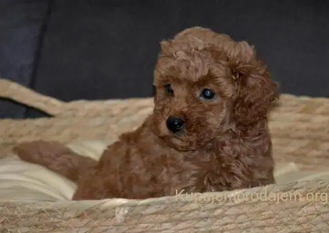 Patuljasta Pudla štenci - 3/11