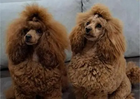 Patuljasta Pudla štenci - 4/11