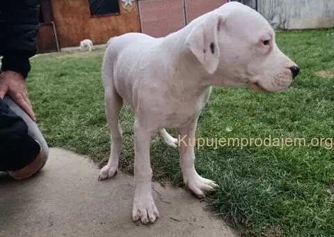 Dogo argentino štenci - 1/11