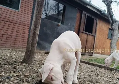 Dogo argentino štenci - 2/11
